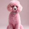 tomthepoodle