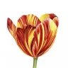 Tulip221