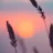 dawndusk01
