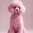 tomthepoodle