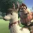 llamapalooza