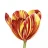 Tulip221